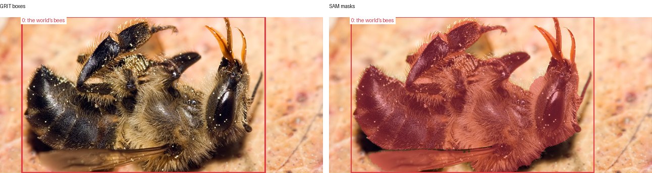 GRIT boxes and SAM masks