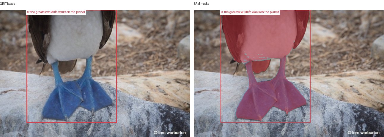 GRIT boxes and SAM masks