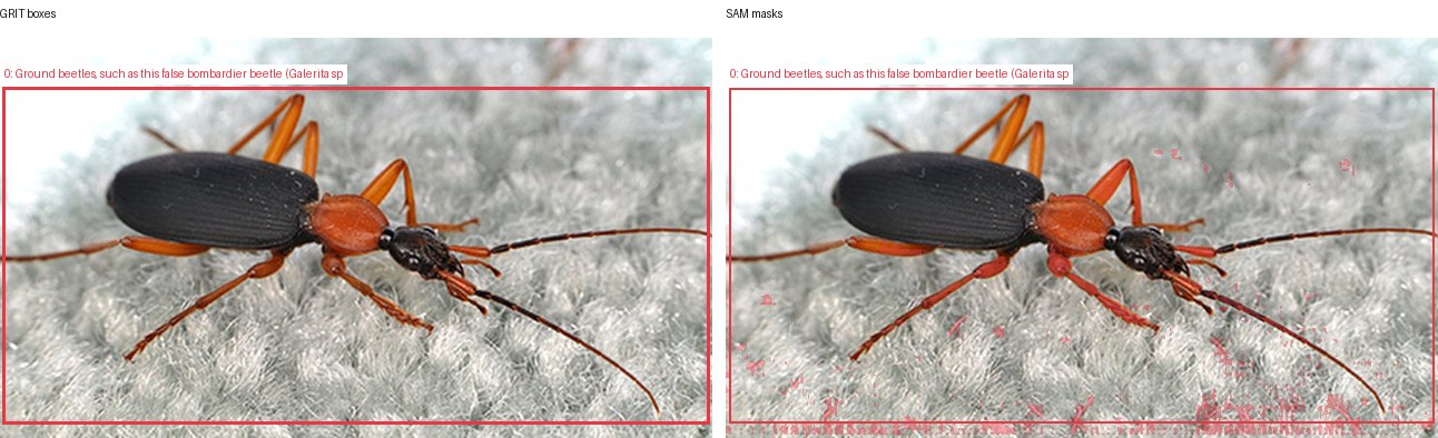 GRIT boxes and SAM masks